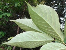 Underside view of leaves of unknown tree photo
